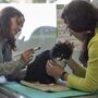 Medicina alternativa e alimentação biológica têm cada vez mais fãs de quatro patas