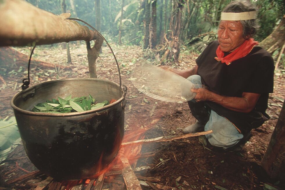 O que acontece no cérebro com a ayahuasca? Entrada noutro mundo ...