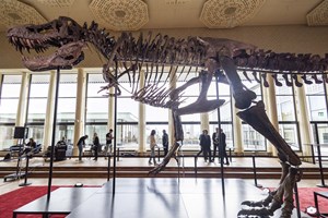 Pela primeira vez na Europa vai ser leiloado um esqueleto de T-Rex. Licitações começam nos €5 milhões