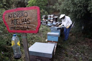 Há colmeias em Lisboa e dão bom mel
