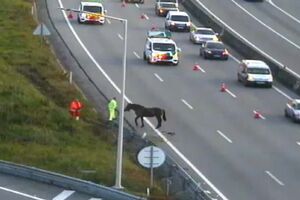 Cavalo à solta condiciona trânsito na A1 no sentido Porto-Lisboa em Vila Nova de Gaia