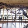 Pela primeira vez na Europa vai ser leiloado um esqueleto de T-Rex. Licitações começam nos €5 milhões