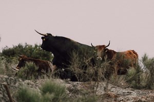 Libertados primeiros 15 tauros no Grande Vale do Côa