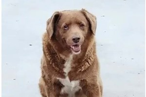 Morreu Bobi, o cão português que era o mais velho do mundo