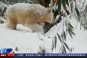 Panda albino raro avistado na China