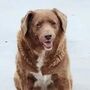 Morreu Bobi, o cão português que era o mais velho do mundo