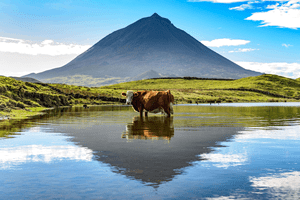 À procura da paisagem perfeita