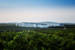 Vinhos Quinta Dom Rodrigo: uma 'estreia de excelência' e cheia de futuro