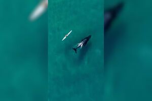 Baleia segue e nada ao lado de canoísta em praia na Austrália