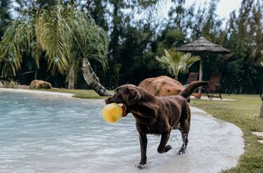11 hotéis onde pode deixar os seus animais de estimação