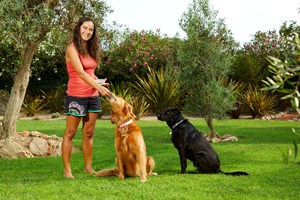 Viajar de borla? Faça pet sitting
