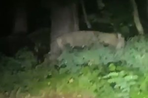 Polícia faz buscas por leoa à solta em Berlim