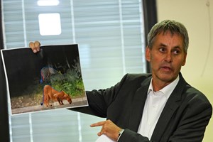 Leoa à solta em Berlim? Afinal podia ser um javali