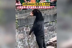 Jardim zoológico na China acusado de vestir humanos de urso para enganar clientes