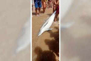 Dois golfinhos encontrados mortos na Fonte da Telha