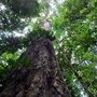 Onze dias em busca da árvore mais alta da Amazónia. 'Foi uma alegria imensa'