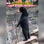 Jardim zoológico na China acusado de vestir humanos de urso para enganar clientes