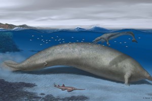 Cientistas acreditam ter localizado o maior animal do mundo