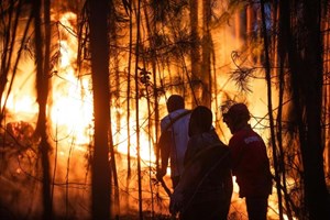 Cerca de 1.000 bombeiros combatem fogos em Odemira, Ourém e Mangualde