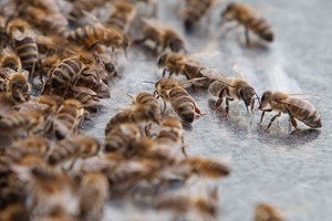 Abelhas com milhares de anos encontradas mumificadas na costa sudoeste