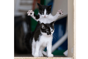Comedy Pet. Gato a pregar susto vence foto de animal de estimação mais engraçado