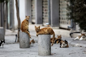 Chipre vai começar a tratar gatos doentes com comprimidos anti-Covid