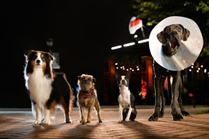 O submundo canino e a vingança do cão abandonado