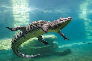 Quando ouve um choro, um crocodilo pode querer comer... ou proteger