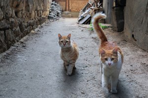 Associações apelam à esterilização e pedem proibição da venda de animais