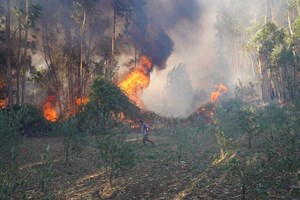 Incêndios: Dominado fogo em Ourém