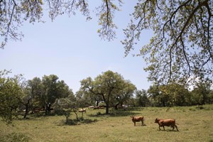Podem 42 mil árvores bebés compensar abate de 1.800 sobreiros adultos?