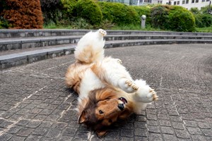 Toco, o japonês que se transformou em cão 