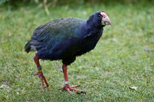 Libertadas aves de espécie que se achava extinta na Nova Zelândia