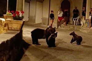 Abate de ursa frente às crias causa onda de indignação em Itália