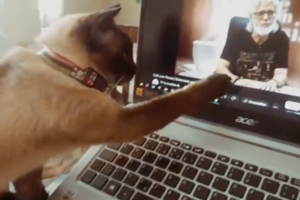 Gata emociona-se ao ouvir voz do antigo dono numa gravação