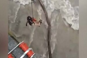 Vídeo mostra treze cabras e duas ovelhas a serem resgatadas de rio em Itália 