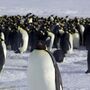 Pinguins-imperador. O gelo desfez-se antes que as crias pudessem sobreviver ao mar