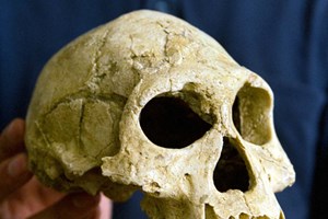 Antepassados humanos quase se extinguiram há 900 mil anos