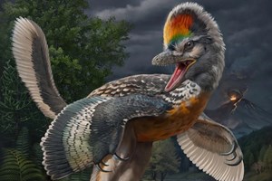 Descoberto dinossauro com 150 milhões de anos e do tamanho de uma galinha