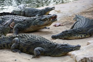 Mais de 70 crocodilos fugiram de quinta no sudeste da China