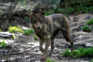 Estarão os lobos em perigo na Europa?