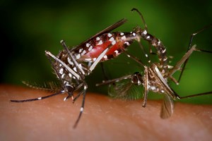 Mosquito da dengue e vírus Zika detetado em Lisboa