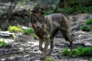 Lobo