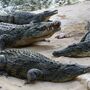 Mais de 70 crocodilos fugiram de quinta no sudeste da China