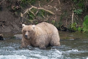 Grazer ganhou o prémio da ursa mais gorda