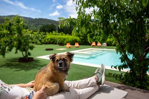 Animais são hóspedes em hotéis de luxo