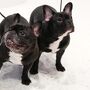 Bulldogues franceses. Tão fofos, mas tão doentes