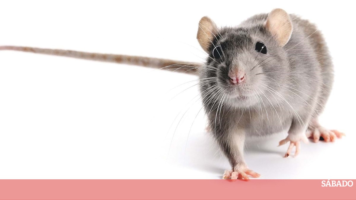 Las ratas tienen imaginación como nosotros – Ciencia y Salud