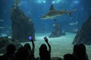 Nunca mais é sábado: do Oceanário a uma festa noturna, temos 11 ideias para o seu fim de semana