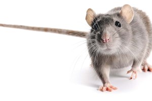 Os ratos têm imaginação como nós